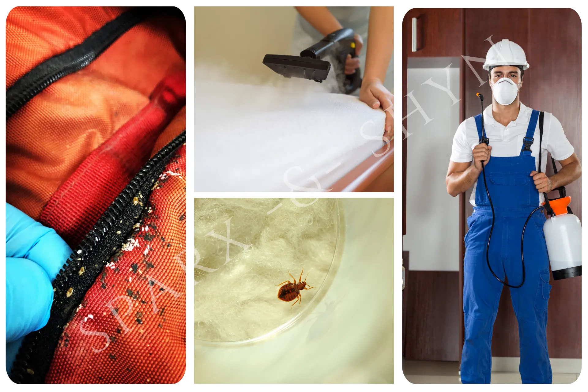 Bed bug control treatment