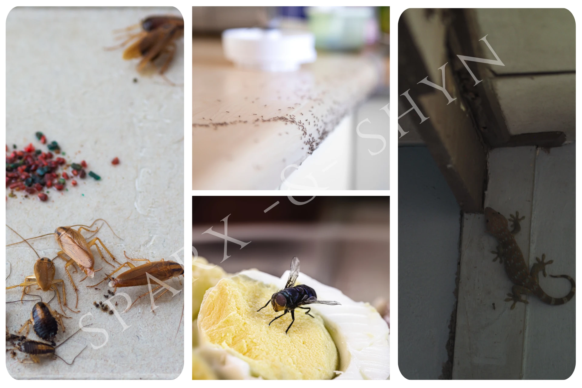 General pest control treatment