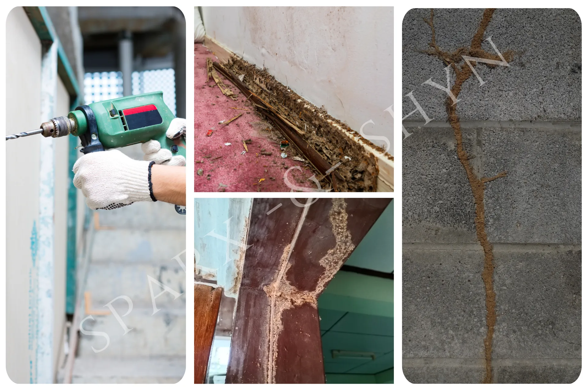 Termite control treatment